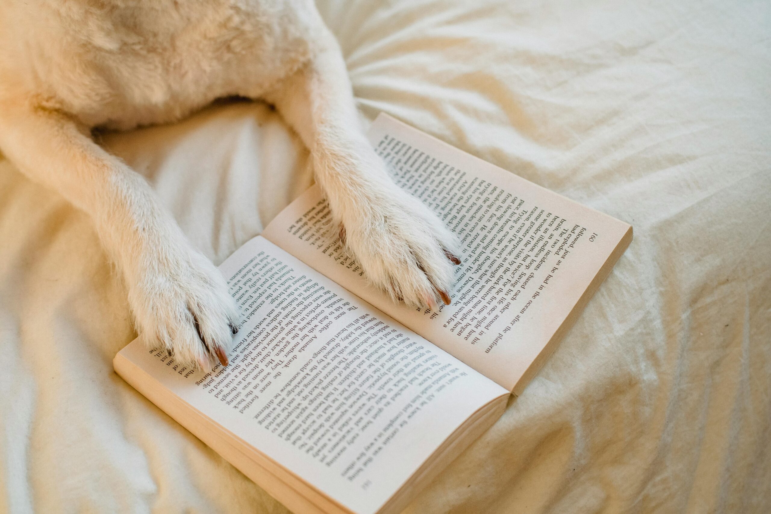 The Art of Drawing Readers In: Your attractive post title goes here From above cute dog with white fur resting on comfy bed with paws on opened book in light bedroom